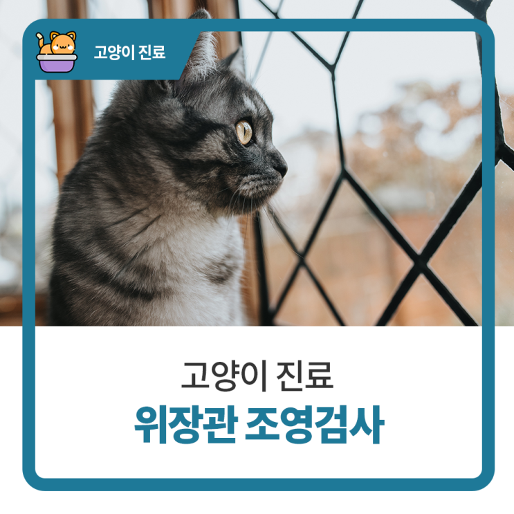  일산24시동물병원, 탑케어동물의료원 고양이 위장관 조영검사