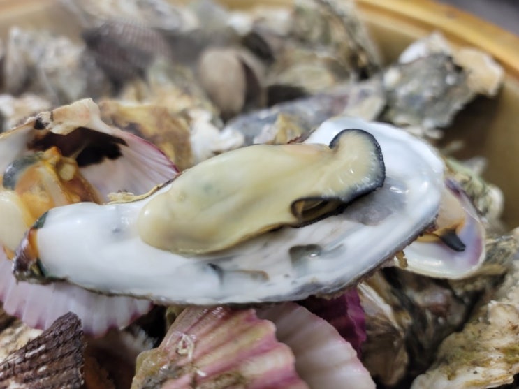  보령 천북굴단지 맛집 축제