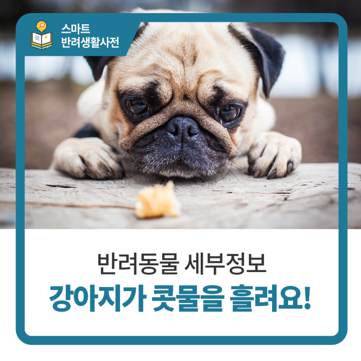 강아지가 콧물을 흘려요! 감기가 의심될 때, 일산24시동물병원 탑케어동물의료원