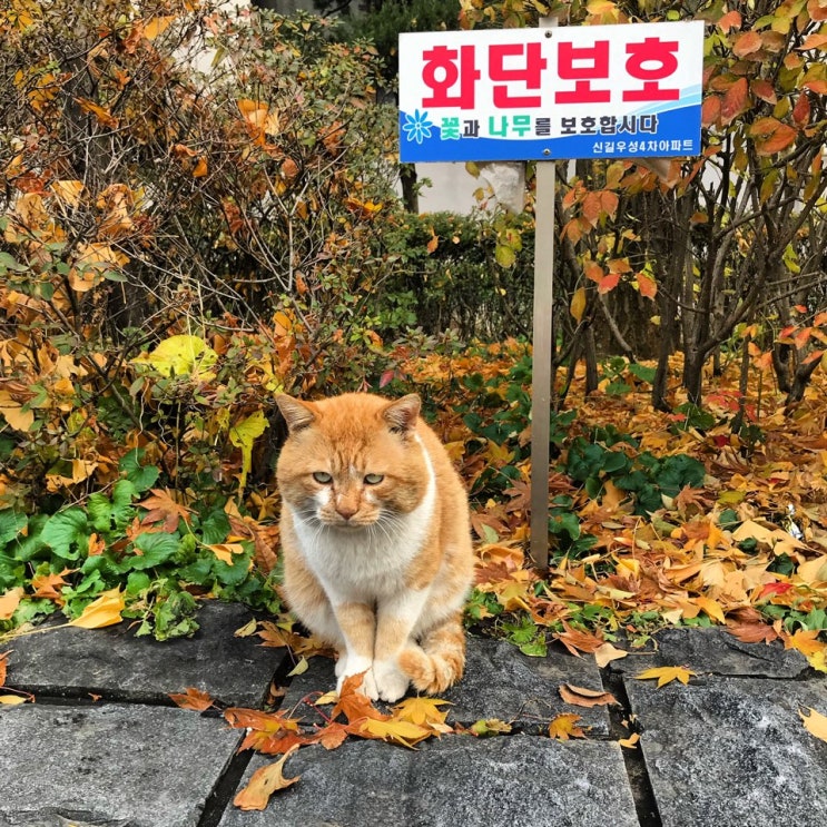  팻말_고양이