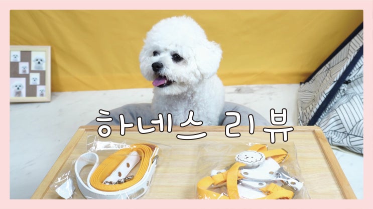  강아지 하네스 추천 바이봉 내돈내산 후기