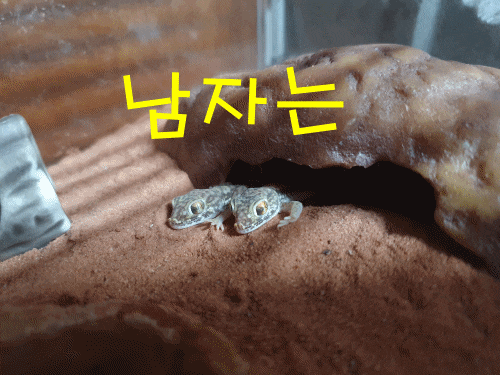  [듄게코] 웹툰(?)으로 보는 듄게코의 세상이야기