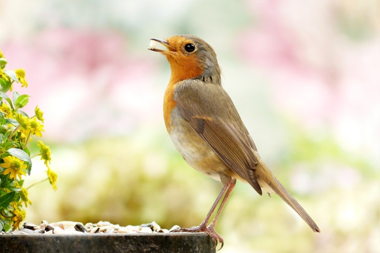  유럽 울새 (European robin,erithacus rubecula)