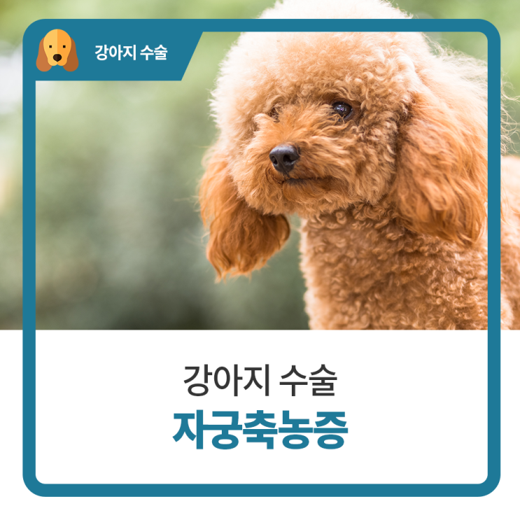  일산24시동물병원 탑케어동물의료원 암컷 강아지 자궁축농증 수술했어요
