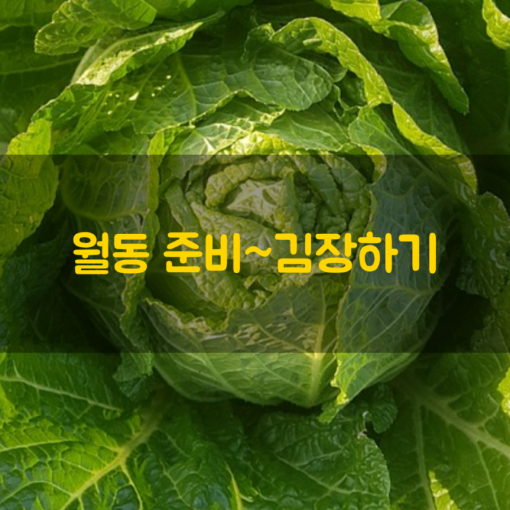 겨울을 이겨내는 힘! 월동준비 김장하기...