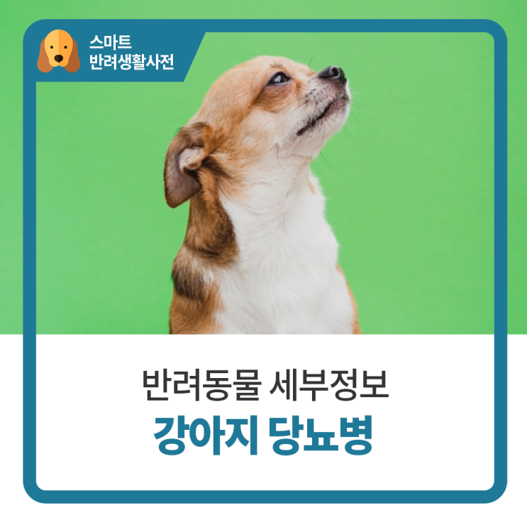  일산24시동물병원 탑케어동물의료원 반려견의 당뇨병 증상과 치료방법 알아보기