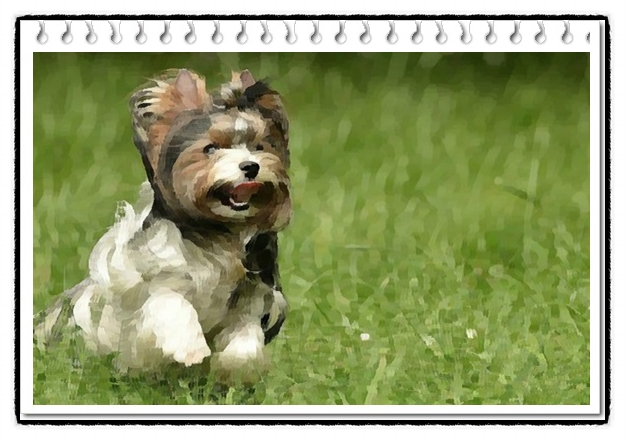  비바테리어(biewer terrier) 성격 및 분양에 대해