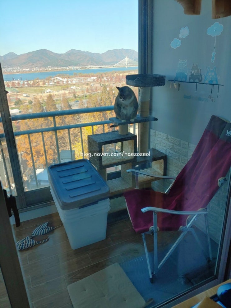  오랜만에 베란다 구경나온 고양이들