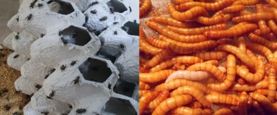  레오파드게코 먹이로 추천하는 것은... 귀뚜라미 VS 밀웜 ?