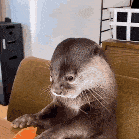  연어회 야무지게 먹는 수달.gif