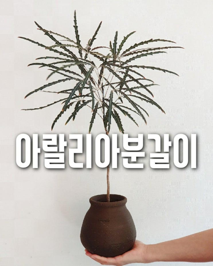  아랄리아 분갈이