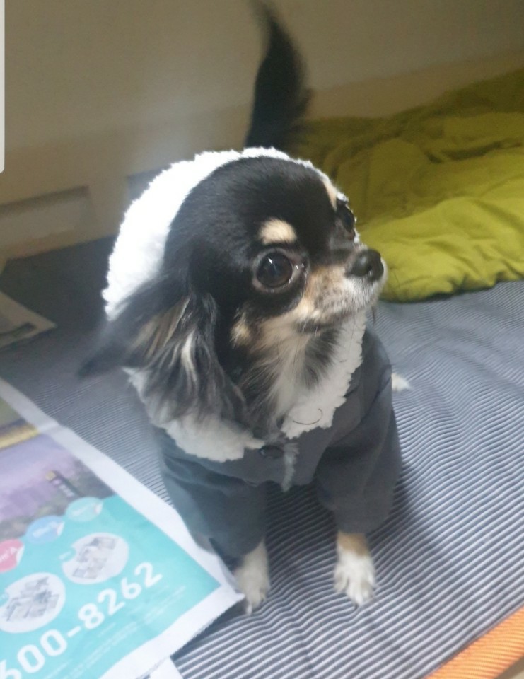  귀여운 우리 핑구