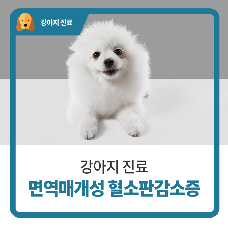  강아지 몸에 멍이 생겨요 면역매개성 혈소판 감소증