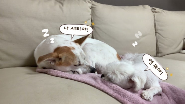  새리랑 자기 싫은데 귀찮아서 그냥자는 강아지, 이슬이
