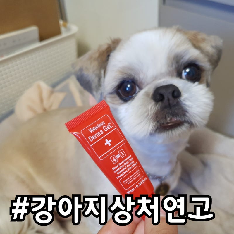 [강아지상처연고] 강아지를 위한 필수템 더마젤