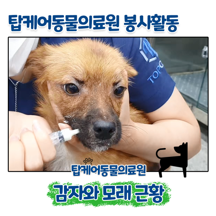  탑케어동물의료원 봉사활동 감자와 모래 근황
