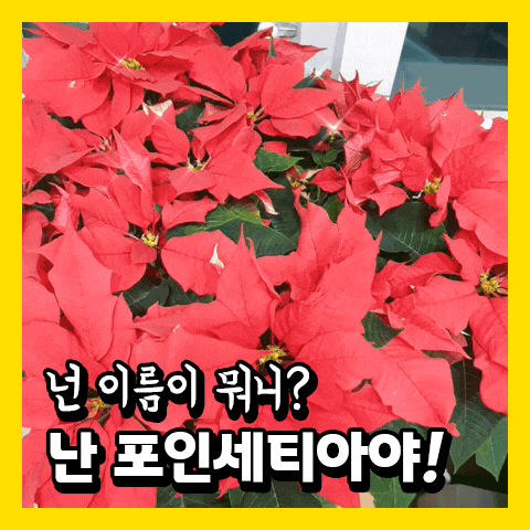 [수원공인중개사학원] 크리스마스 꽃 "포인세티아" 가 에듀윌 수원으로 왔어요!