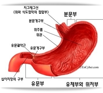 위암 초기 증상 및 원인, 수술 비용, 치료 방법