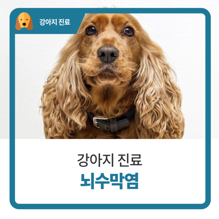  일산24시동물병원 탑케어동물의료원 강아지 발작 및 경련 증상, 뇌수막염 진단