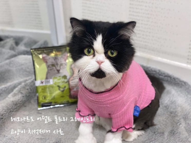  [고양이사료] 고양이 치석관리를 위한 독일의 레오나르도 어덜트 폴트리 그레인프리 사료 :)