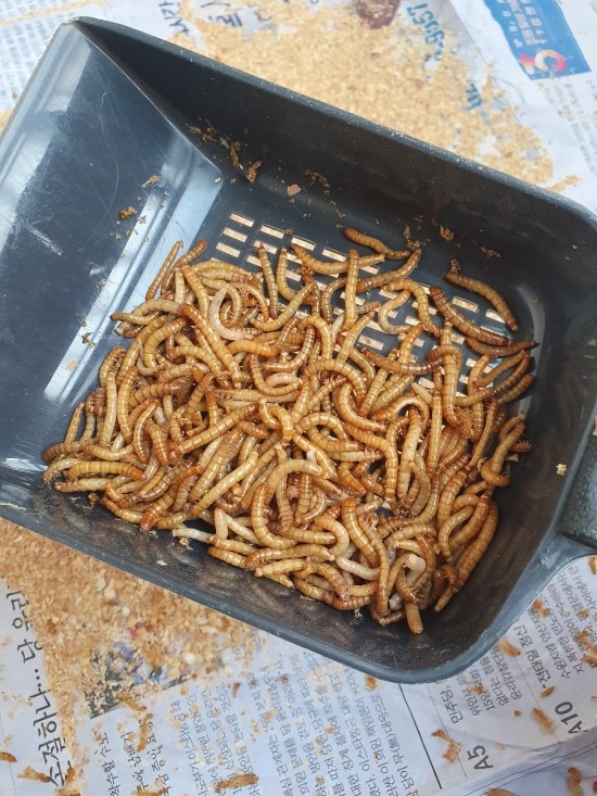  쉽고 빠른 밀웜 관리 방법