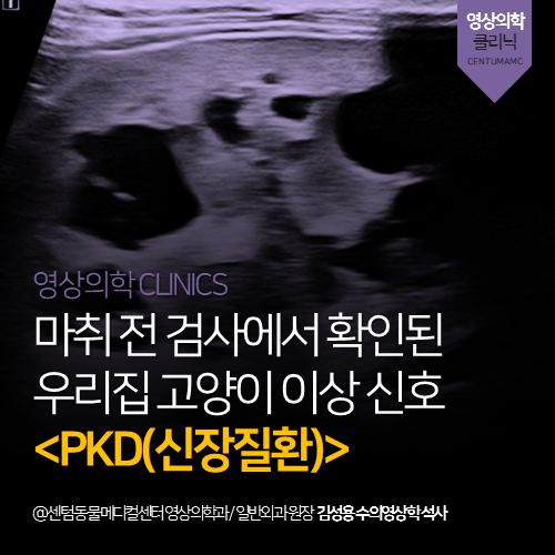  [영상진단전문] 고양이 PKD 신장질환 (부산 고양이 정밀 검진 동물병원)