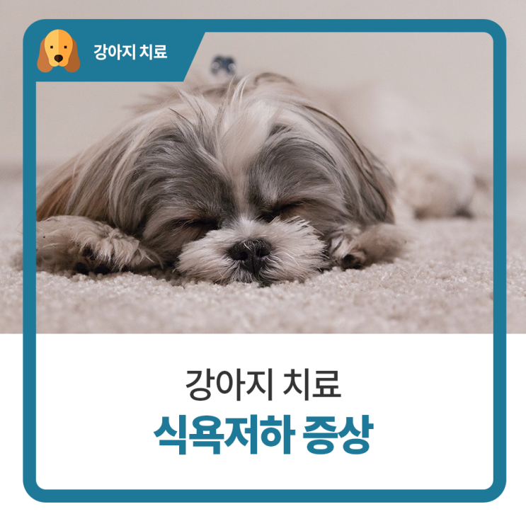  강아지 식욕저하 증상 치료