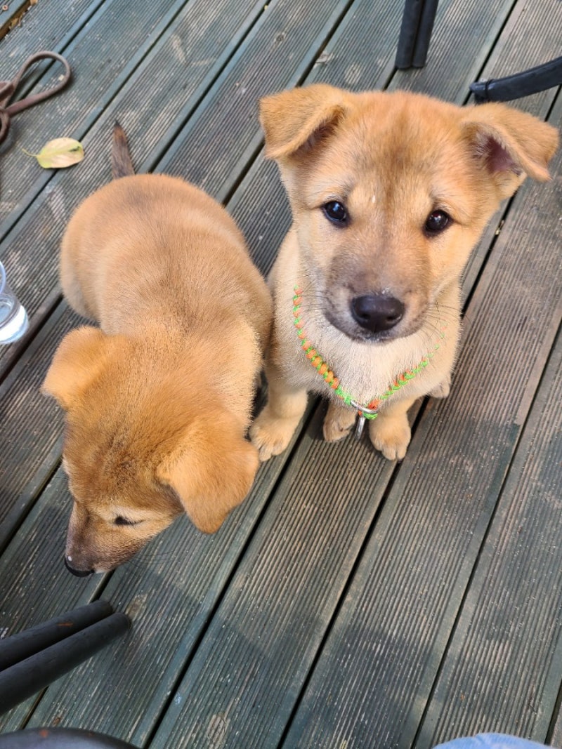 진돗개 새끼 강아지 열일곱 번째 성장 이야기(앉기 or 앉아, 하이파이브 훈련) : 네이버 블로그, image size:800x1067