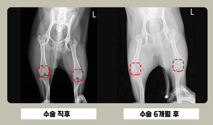  슬개골 탈구, 강서구 24시간 동물병원 수술 사례