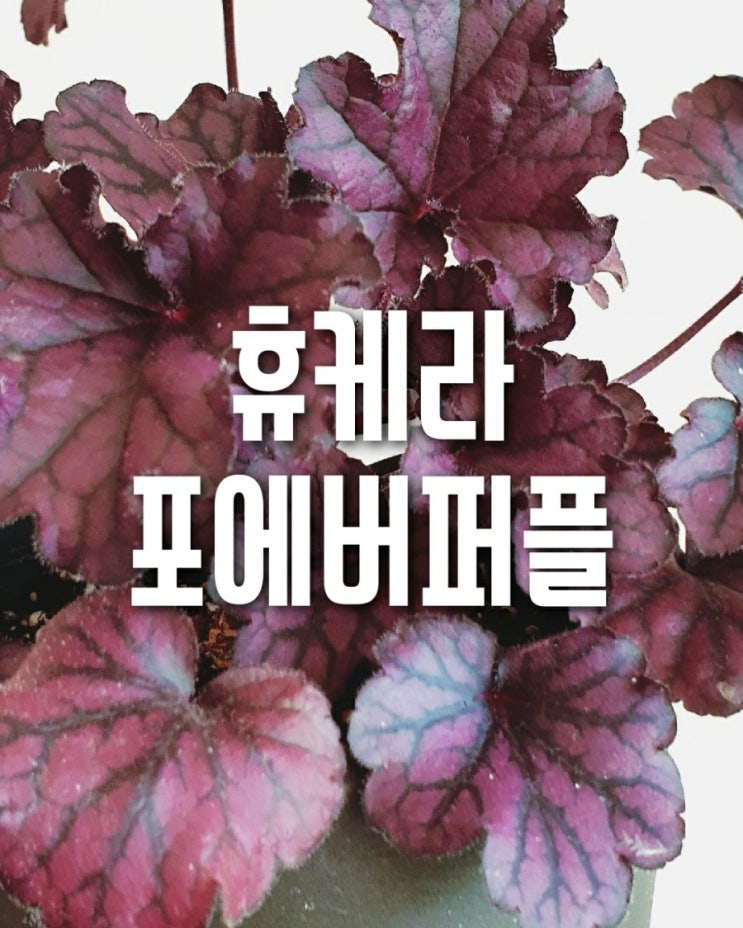  휴케라 - 포에버퍼플