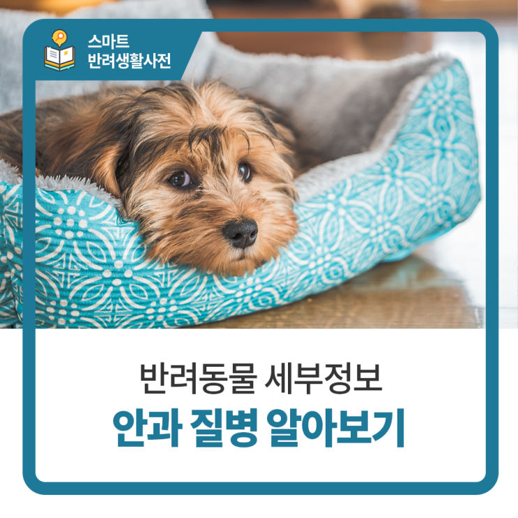  화정24시동물병원 탑케어동물의료원 반려견의 안과질환 알아보기