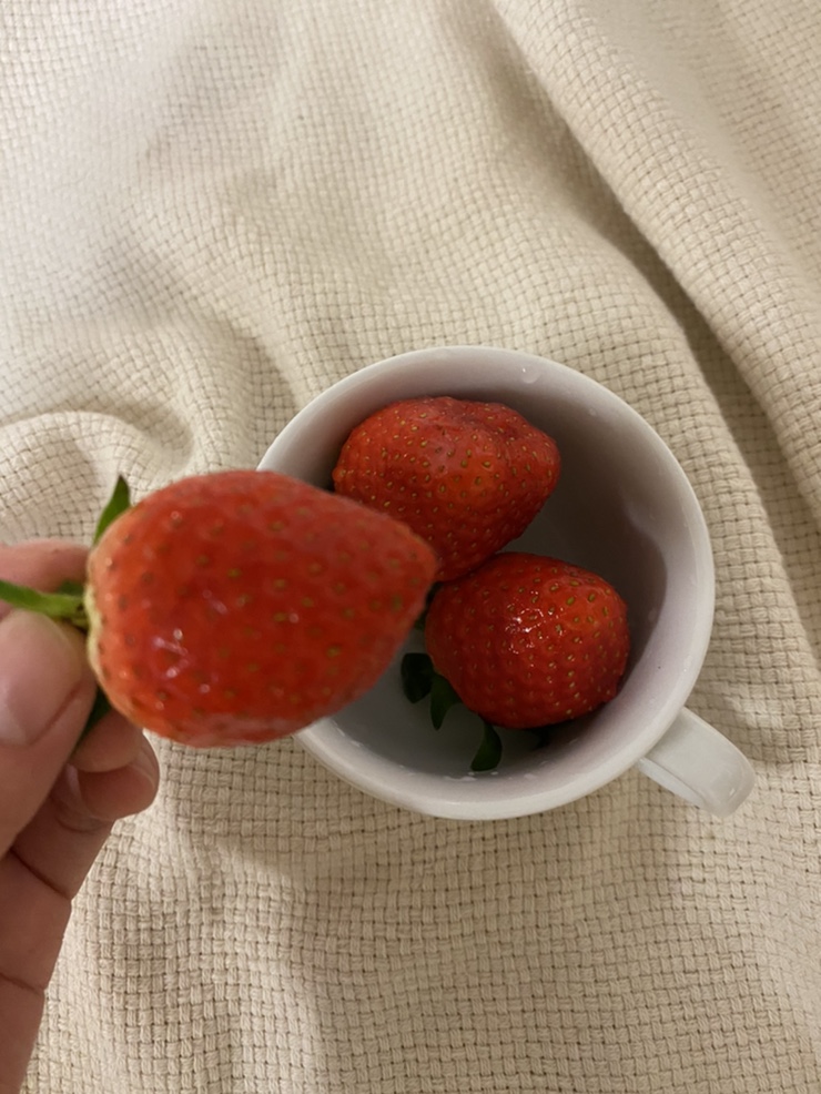  진주 한판딸기, 딸기가격,당도