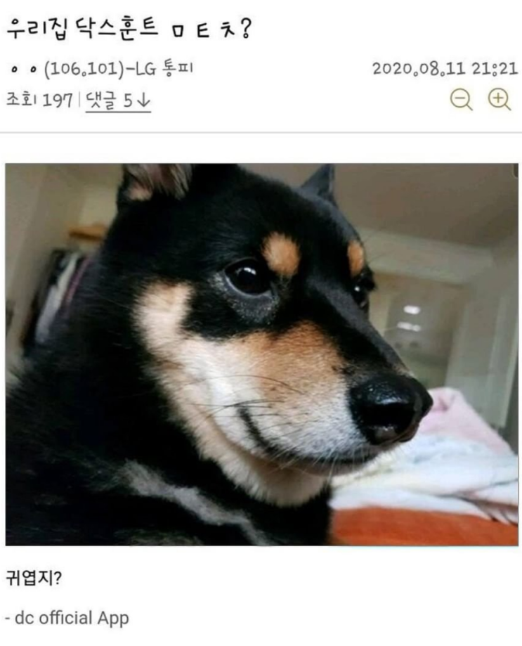  시바견 처럼 생긴 닥스훈트의 비밀