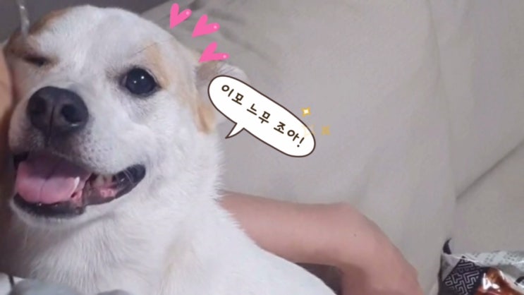  이모가 너무너무 좋은 강아지, 새리