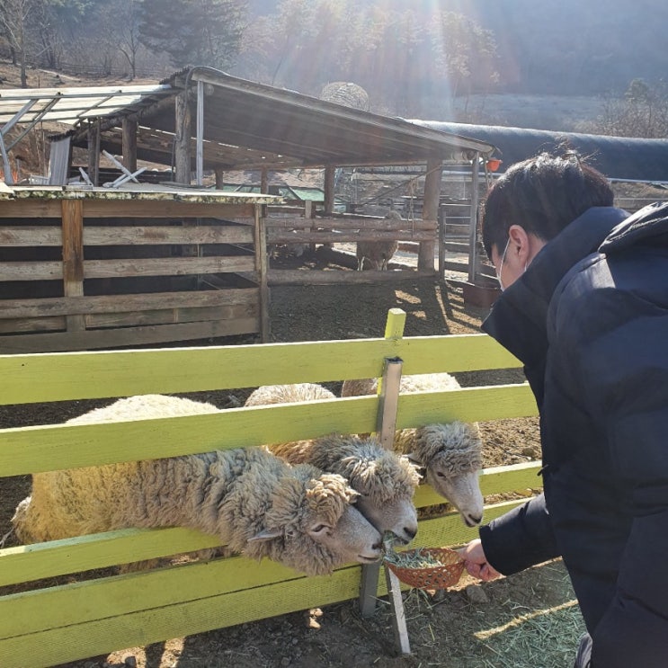  강원도춘천 핫플 해피초원목장
