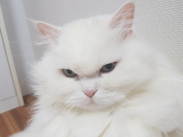  개와 고양이의 차이점