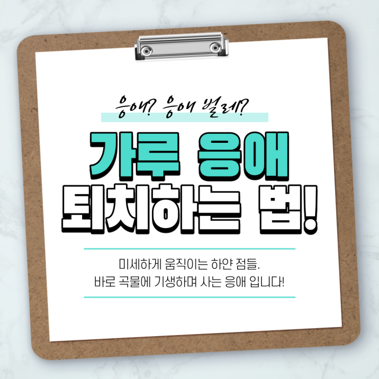  응애? 가루 응애 퇴치하는 법! _ 응애 벌레, 응애 퇴치
