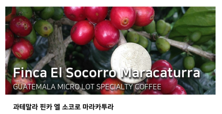  [Specialty]Finca El Socorro (Micro Lot) Maracaturra