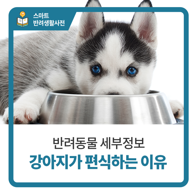 일산24시동물병원 탑케어동물의료원 반려견이 편식하는 이유 알아보기