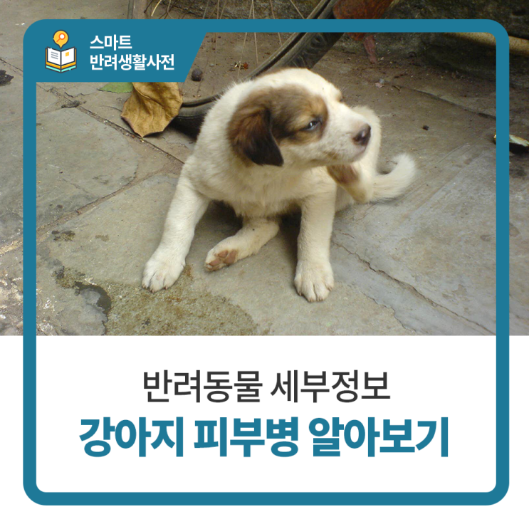  일산24시동물병원 탑케어동물의료원 강아지 피부병 종류에 대해 알아봐요 :-)