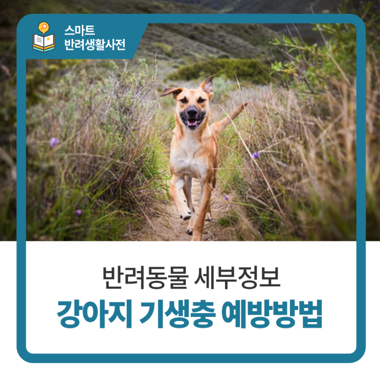  일산24시동물병원 탑케어동물의료원 반려견의 기생충 예방하는 방법 알아보기