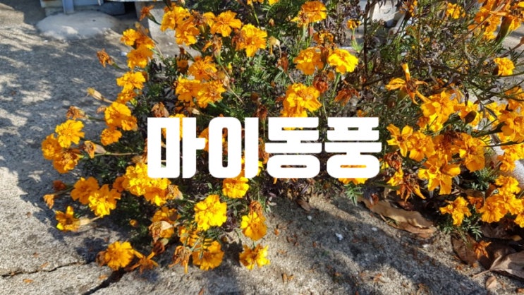  마이동풍 : 남의 말을 조금도 귀담아 듣지않는다