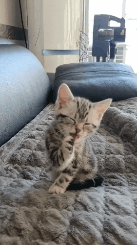  아기고양이 후추 2일차