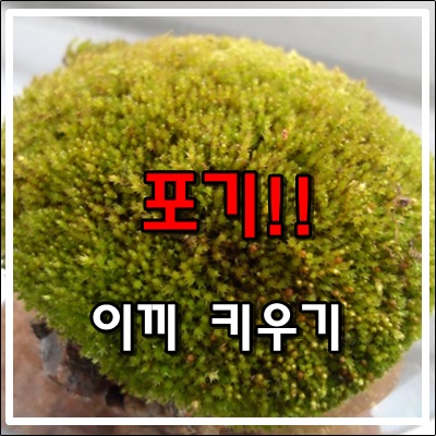 이끼 키우기 포기하다. 이끼 키우기 포기하다.