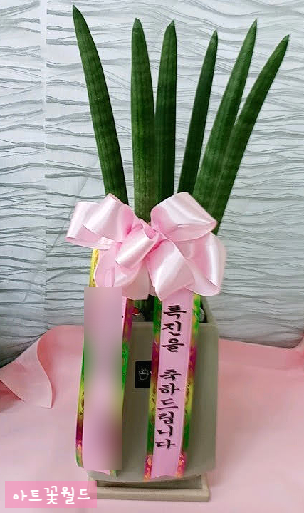  [사상 꽃집] 25년 경력 아트꽃월드 전국 꽃배달 감전동 꽃집 개업선물 공기정화식물 스투키