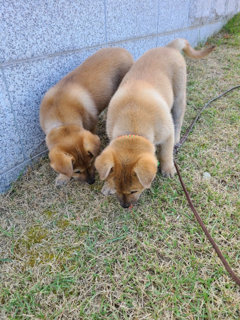 진돗개 새끼 강아지 열일곱 번째 성장 이야기(앉기 or 앉아, 하이파이브 훈련) : 네이버 블로그, image size:800x1067