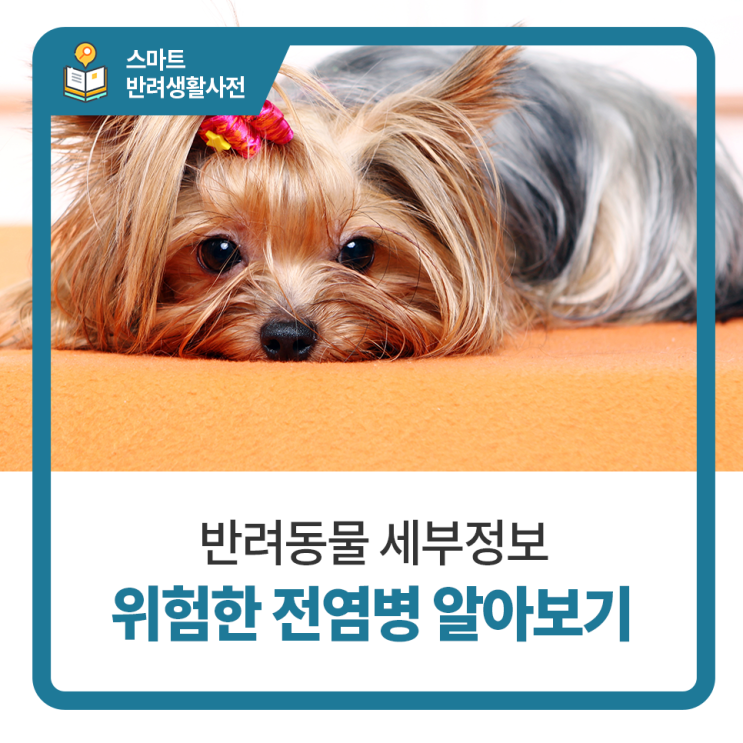  탑케어동물의료원 위험한 강아지 전염병 알아보기