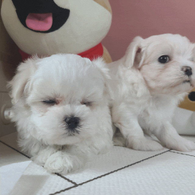 강아지귀청소 강아지똥먹는이유 강아지를 건강하고 행복하게 키워요~~!