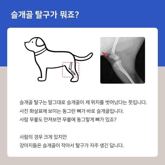  강서구 강아지 슬개골 탈구 수술 사례 (젠틀리 동물의료센터)