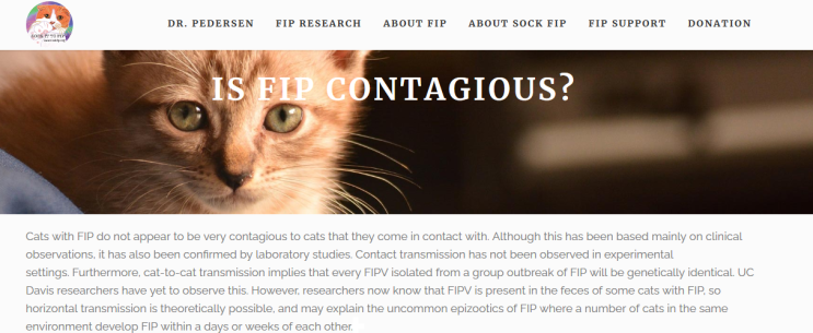 FIP는 고양이간 전염 가능